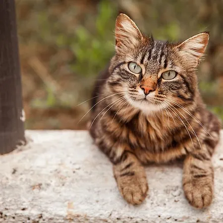 Trulli Anna Cisternino